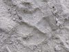 Campo_Meschia_2019_EG_-291