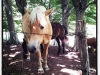img_20120727_093050