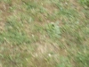 2006-06-03-007